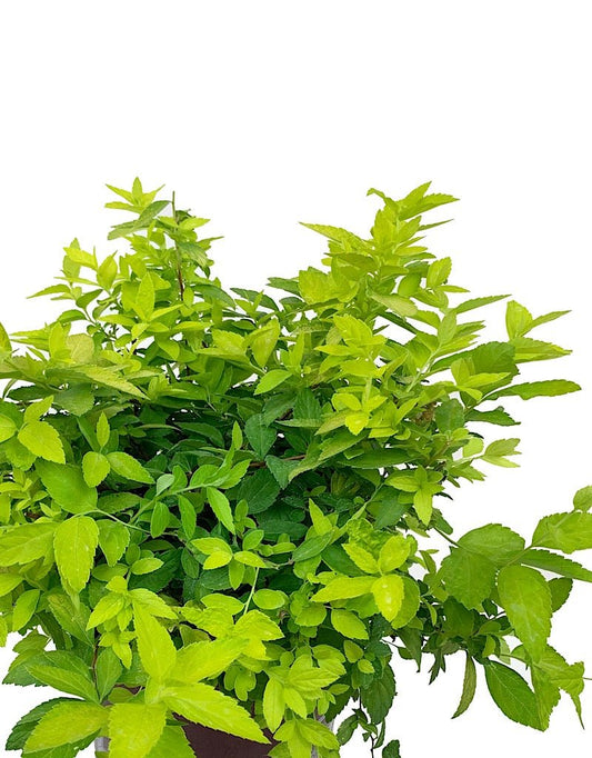 Spirea j. 'White Gold' 1 gal - The Garden Corner