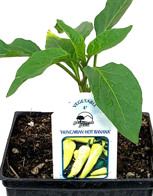 Pepper 'Hungarian Hot Banana' - The Garden Corner