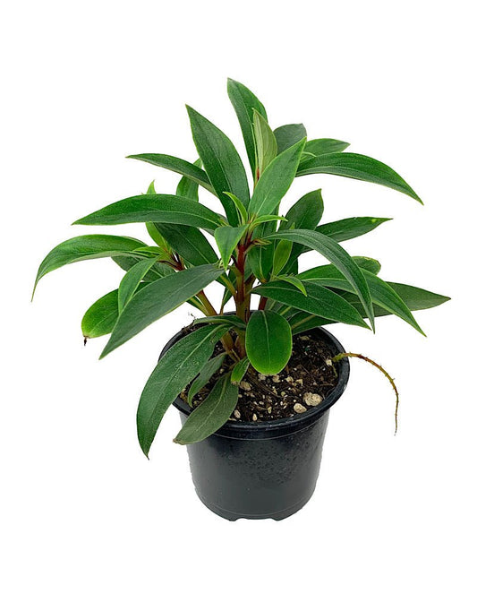 Gloxinia sylvatica 'Bolivian Sunset' Quart - The Garden Corner