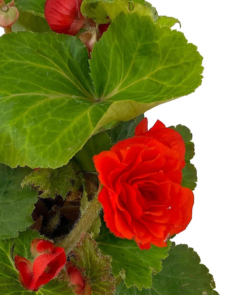 Begonia 'Nonstop Orange' - The Garden Corner
