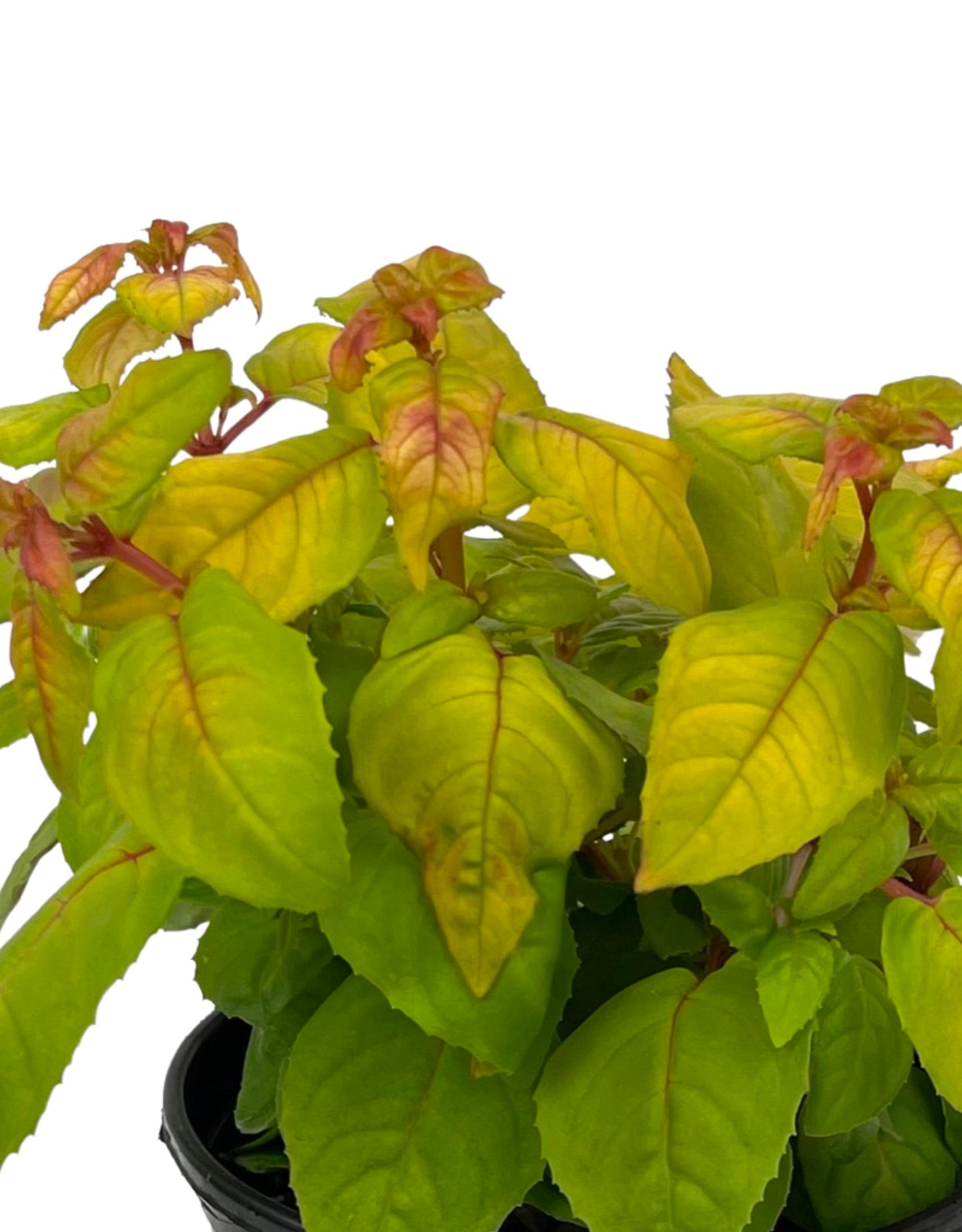 Fuchsia 'Golden Herald' 1 Gallon - The Garden Corner