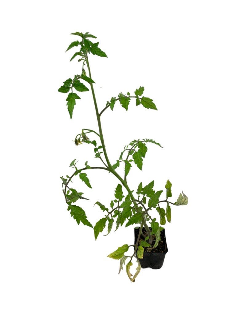 Tomato 'Better Boy' 4 Inch - The Garden Corner