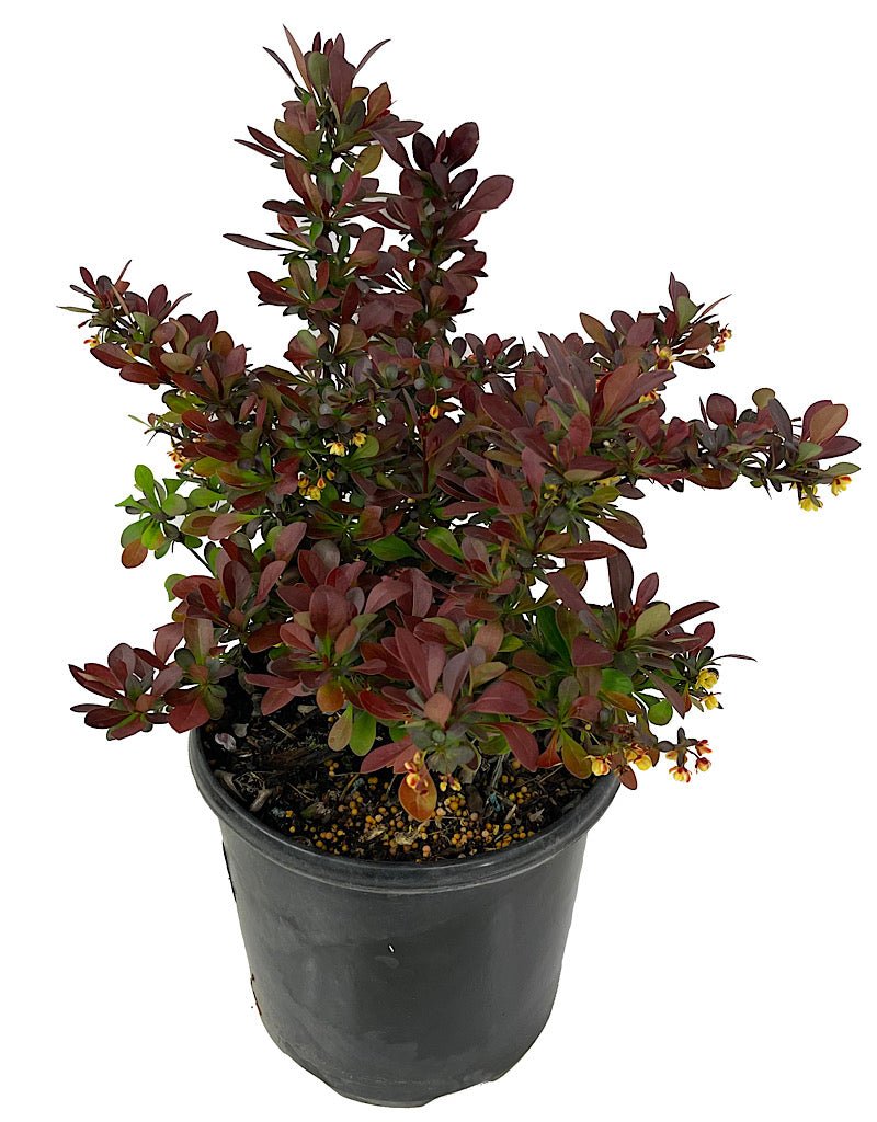 Berberis €˜Crimson Pygmy 1 Gallon - The Garden Corner