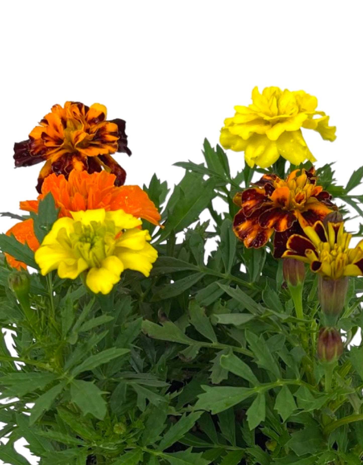 Marigold 'Bonanza Mix' Jumbo Traypack - The Garden Corner