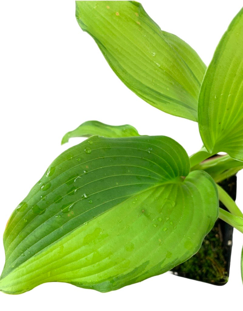 Hosta 'Dancing Darling'