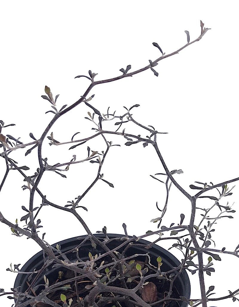 Corokia cotoneaster - 1 gal - The Garden Corner