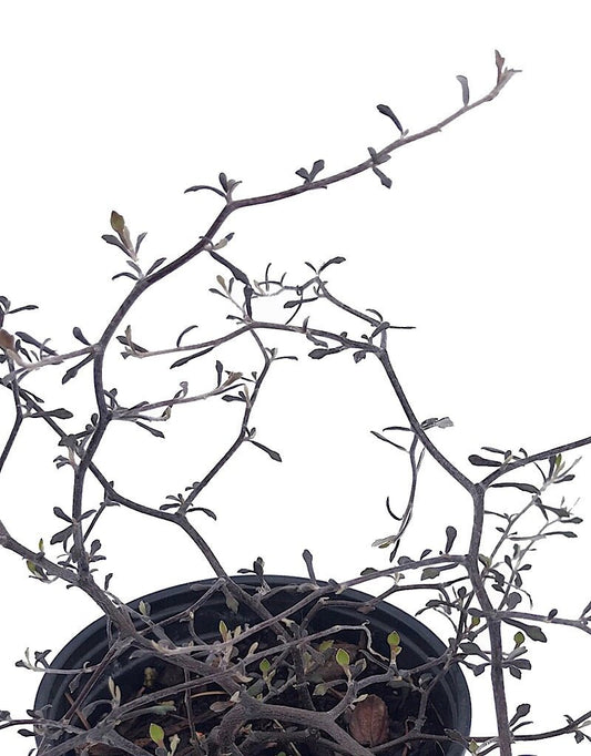 Corokia cotoneaster - 1 gal - The Garden Corner