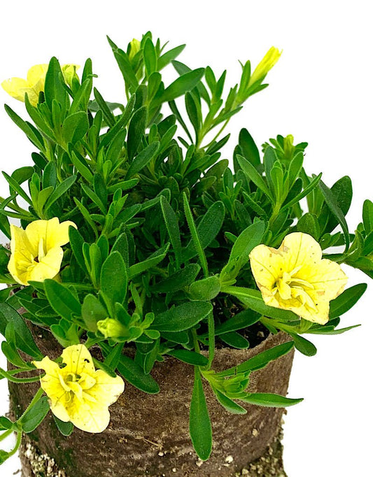 Calibrachoa 'Minifamous Double Lemon' 4 Inch - The Garden Corner