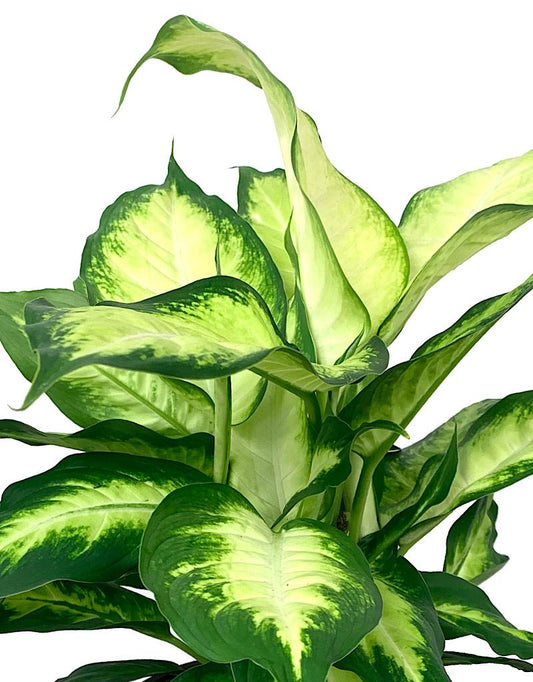Dieffenbachia maculata 'Camille' - The Garden Corner