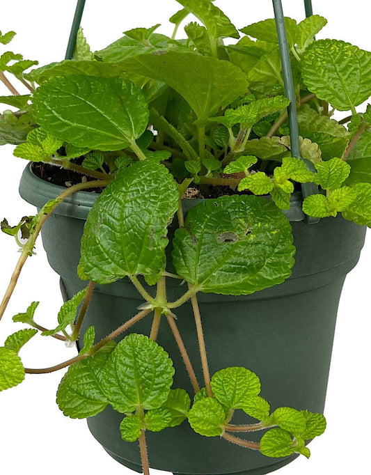 Pilea nummulariifolia 'Creeping Charlie' Hanging Basket 6 Inch - The Garden Corner