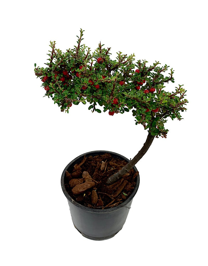 Cotoneaster m. 'Thymifolius' Bonsai 4 inch