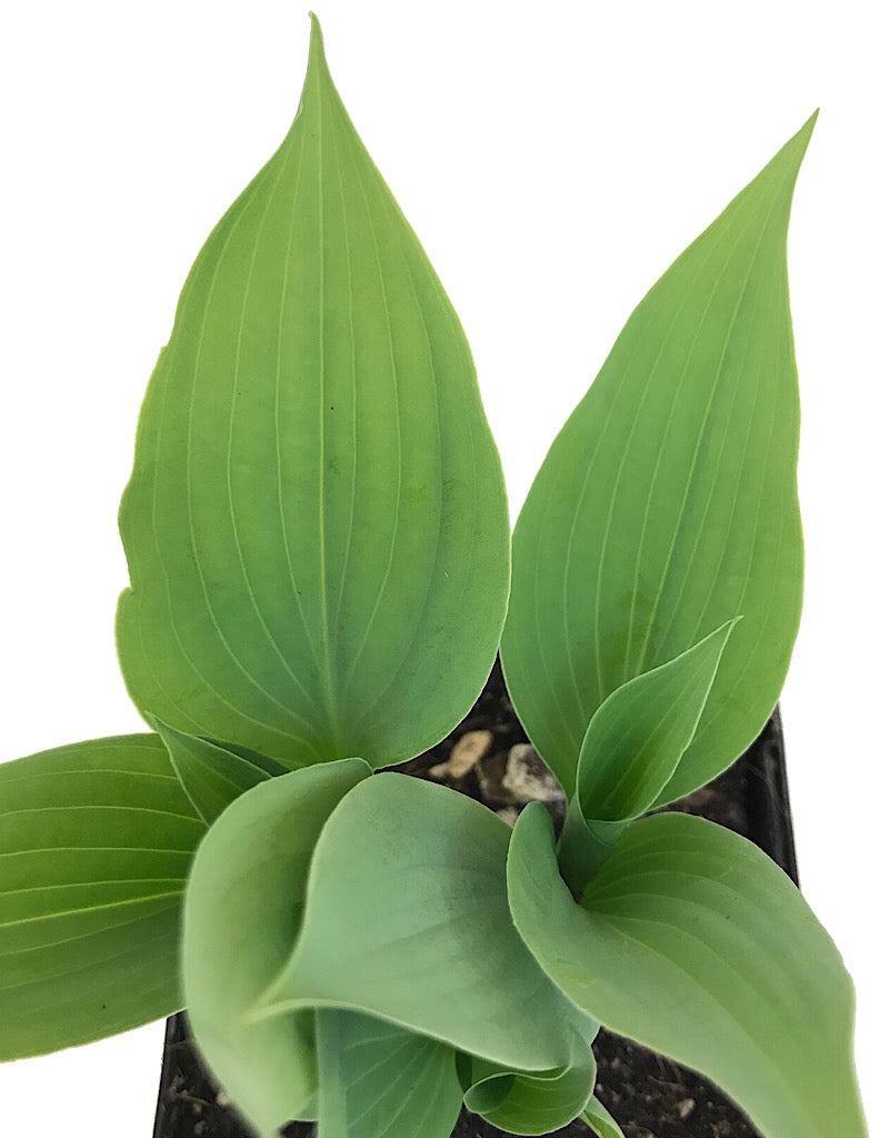 Hosta 'Fragrant Blue' - 4 inch