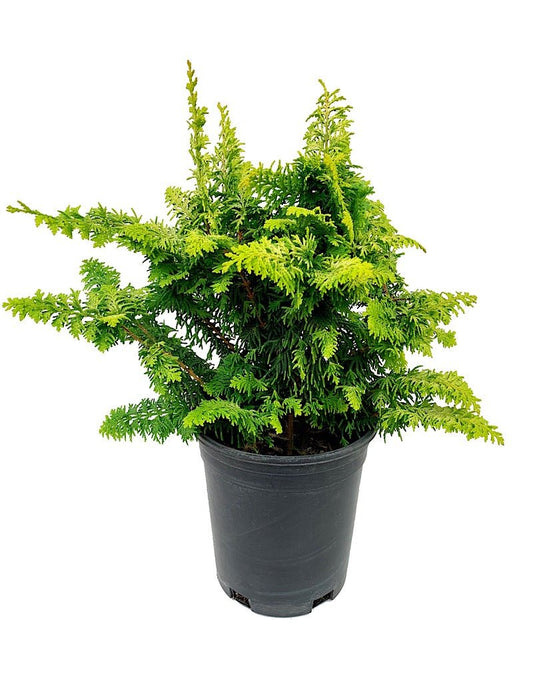Chamaecyparis obtusa 'Fernspray Gold' - The Garden Corner