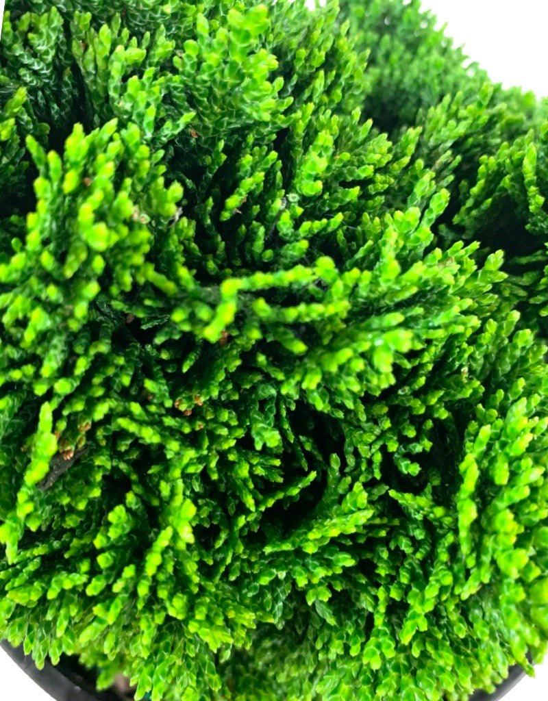 Chamaecyparis obtusa 'Nana' - The Garden Corner