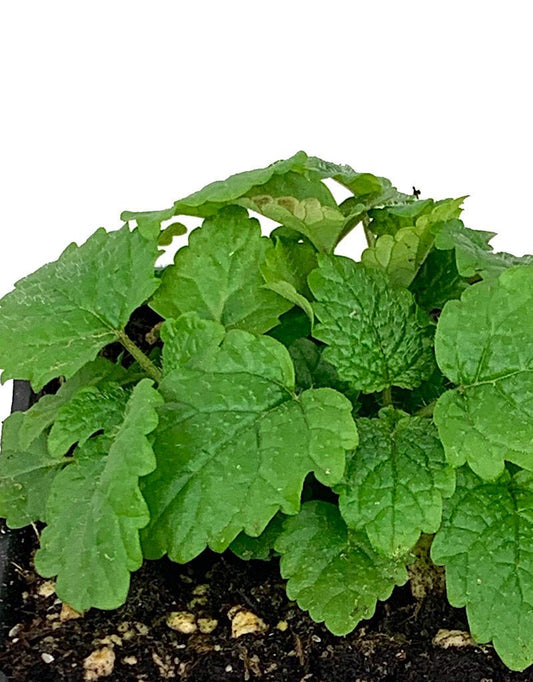 Lemon Balm - The Garden Corner