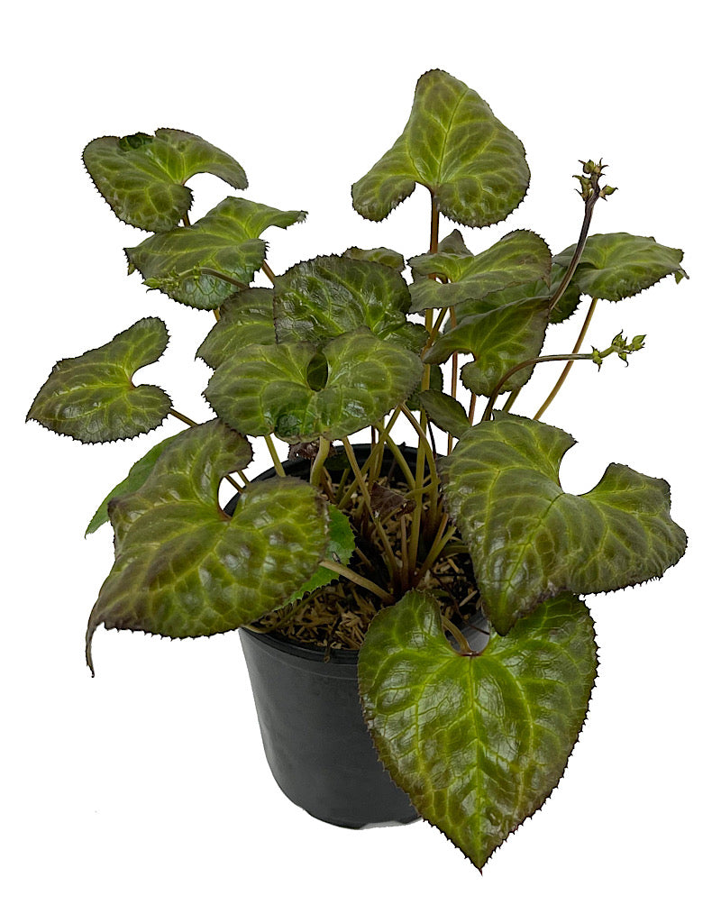Beesia deltophylla