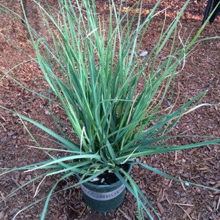 Cortaderia selloana 'Pumila Ivory Feathers' 1 Gallon - The Garden Corner
