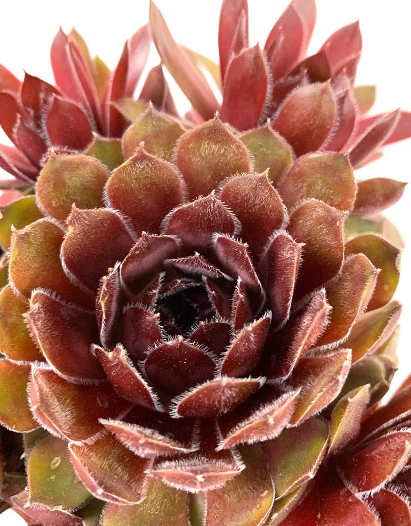Sempervivum 'Dea' 4 Inch - The Garden Corner