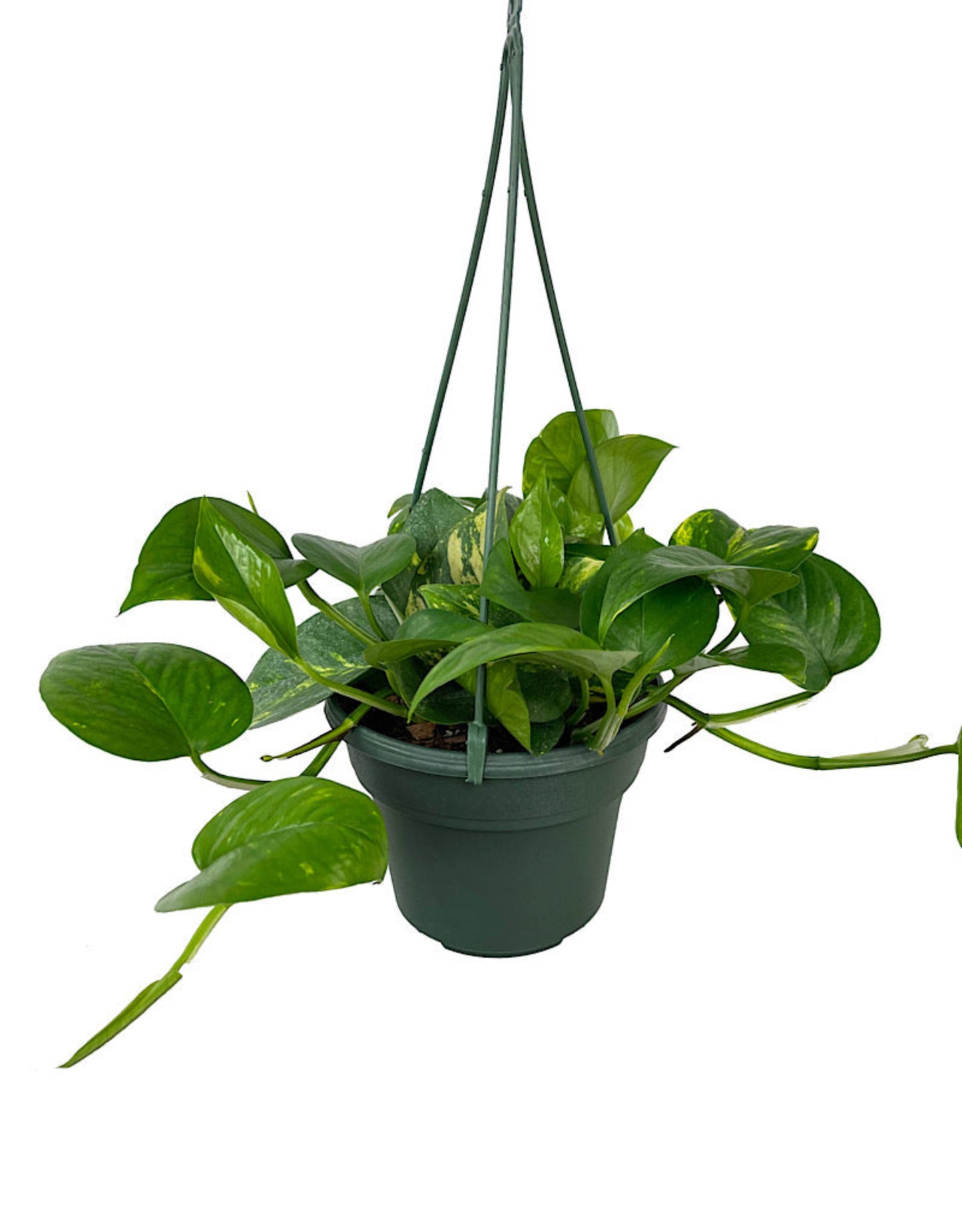 Epipremnum 'Golden' (Pothos)