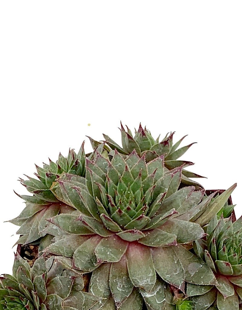 Sempervivum 'Twilight Blue' 4 inch - The Garden Corner