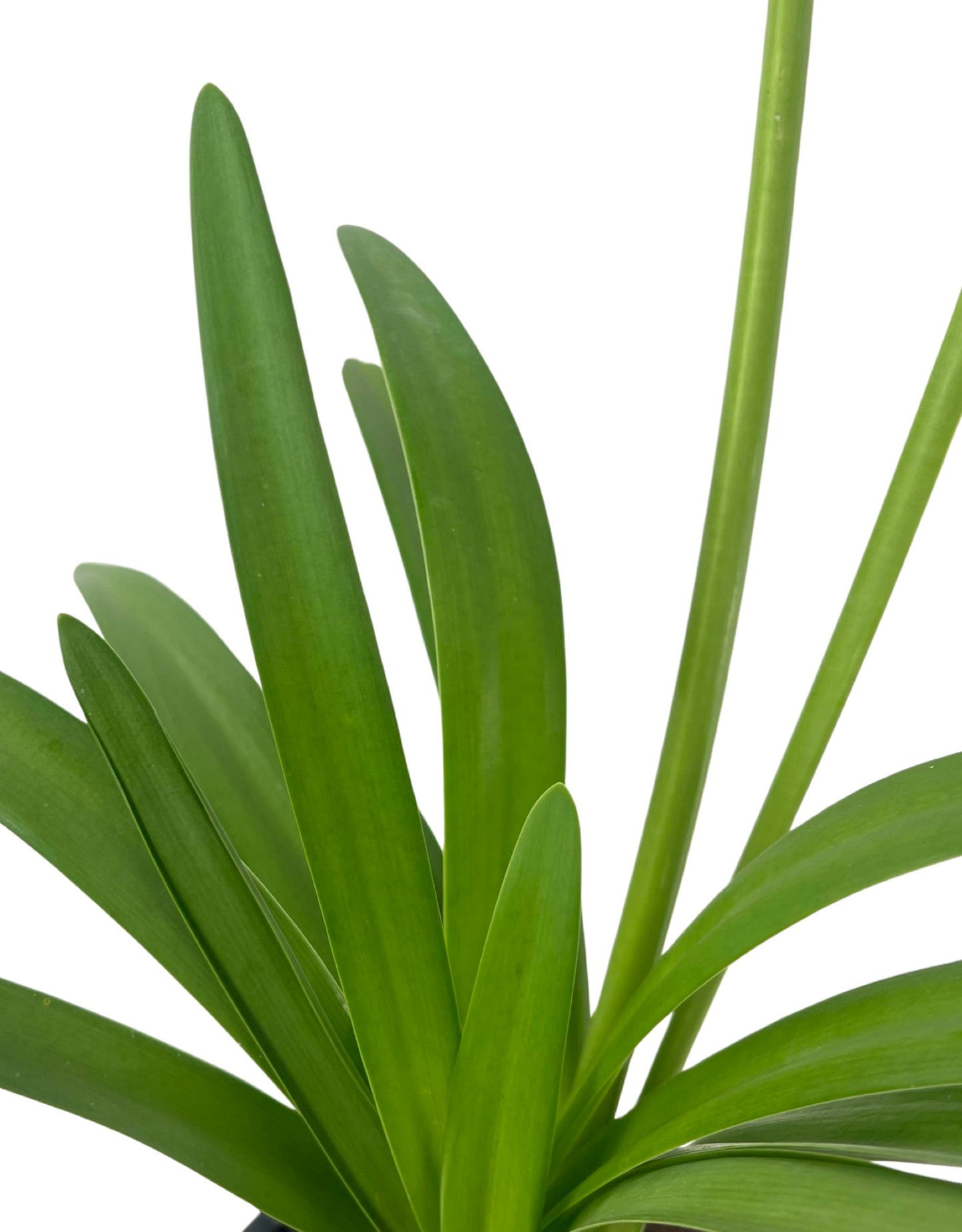 Agapanthus x 'Fireworks'