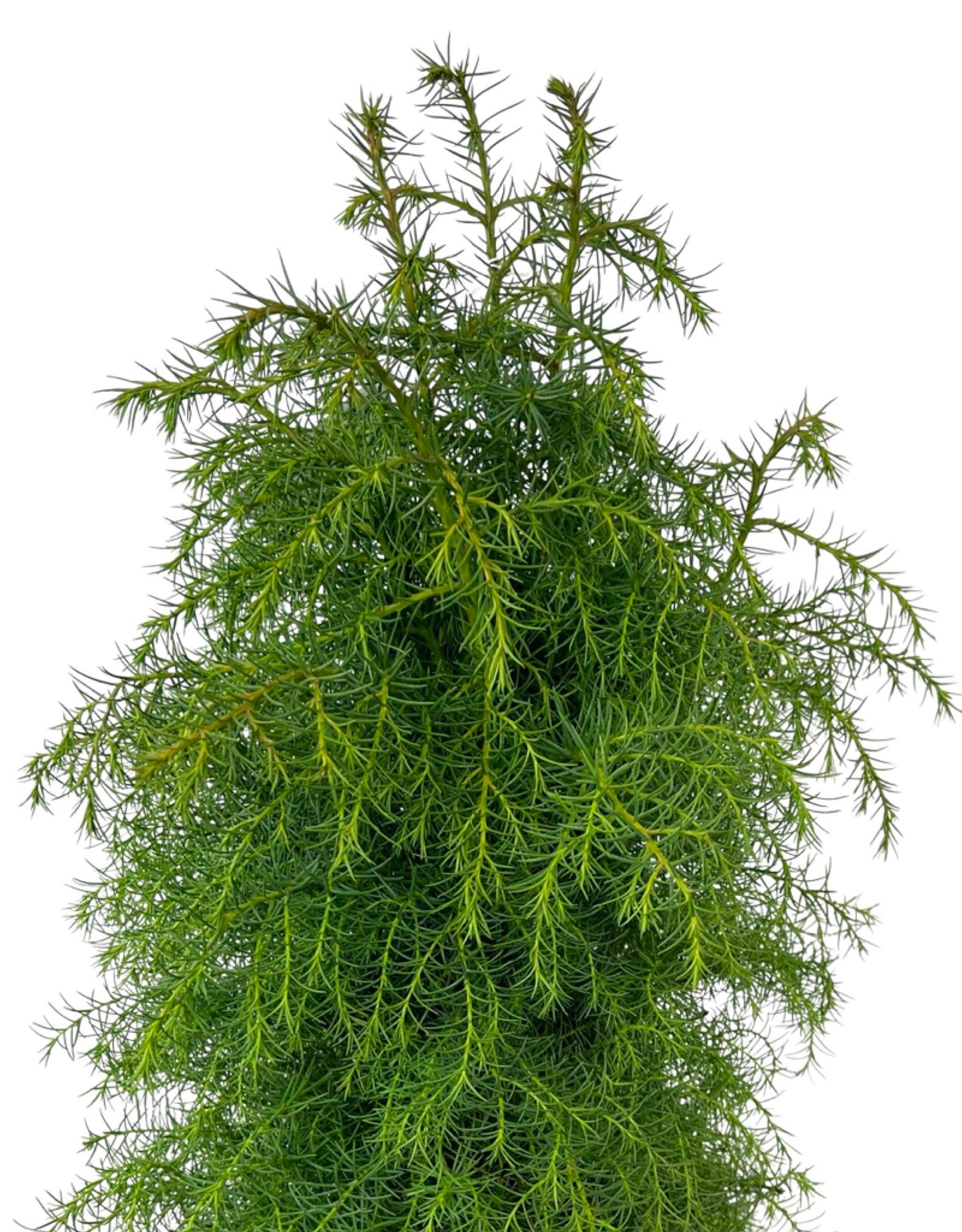 Cryptomeria japonica 'Elegans Aurea' 3 Gallon - The Garden Corner