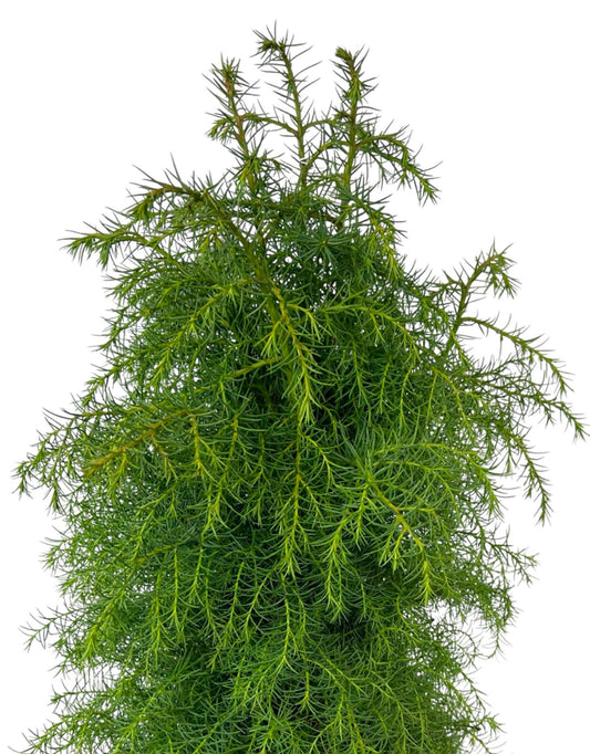 Cryptomeria japonica 'Elegans Aurea' 3 Gallon - The Garden Corner