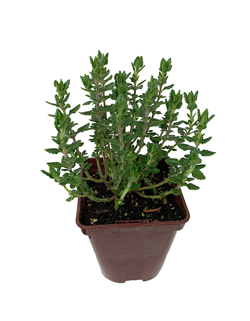 Teucrium chamaedrys