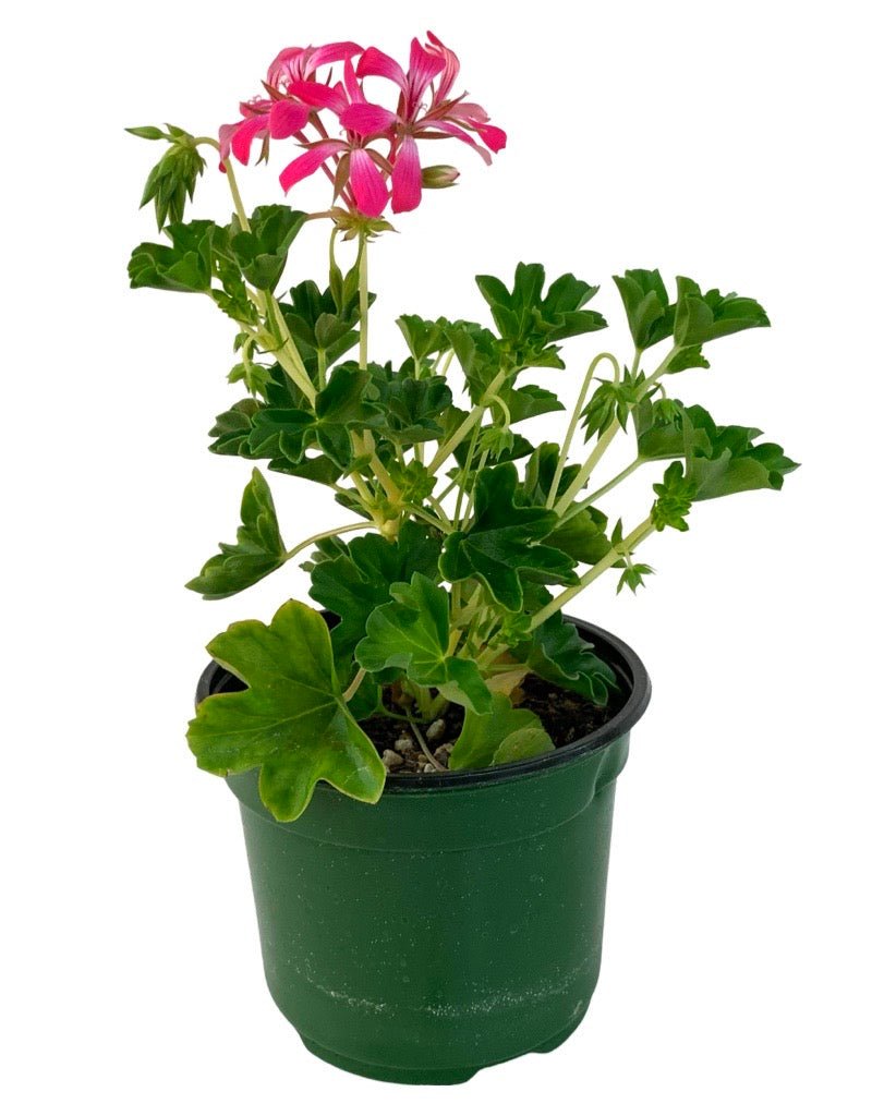 Geranium 'Acapulco Compact Cascade' - Annuals