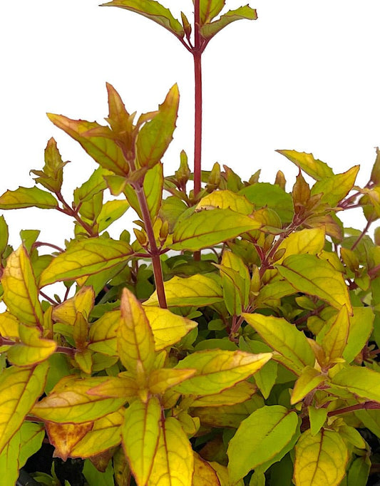 Fuchsia m. 'Aurea' 1 Gallon - The Garden Corner