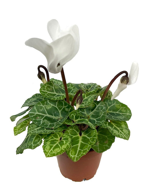 Cyclamen 2 Inch - The Garden Corner