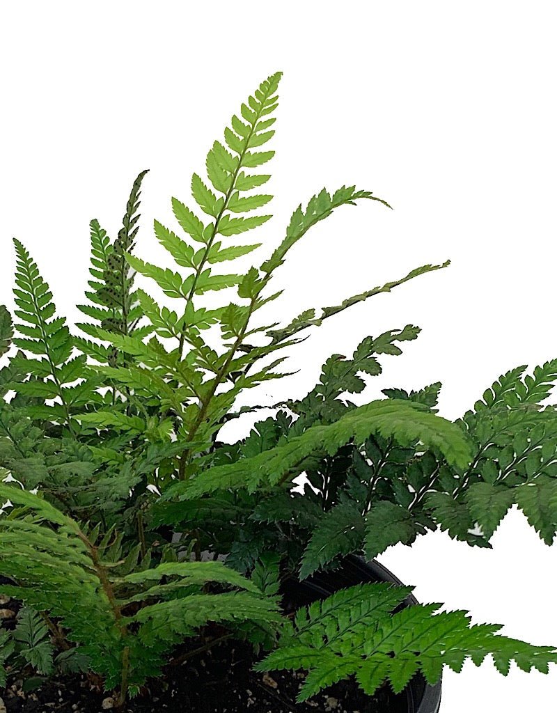Polystichum tsus - simense 'Korean Rock Fern' - The Garden Corner