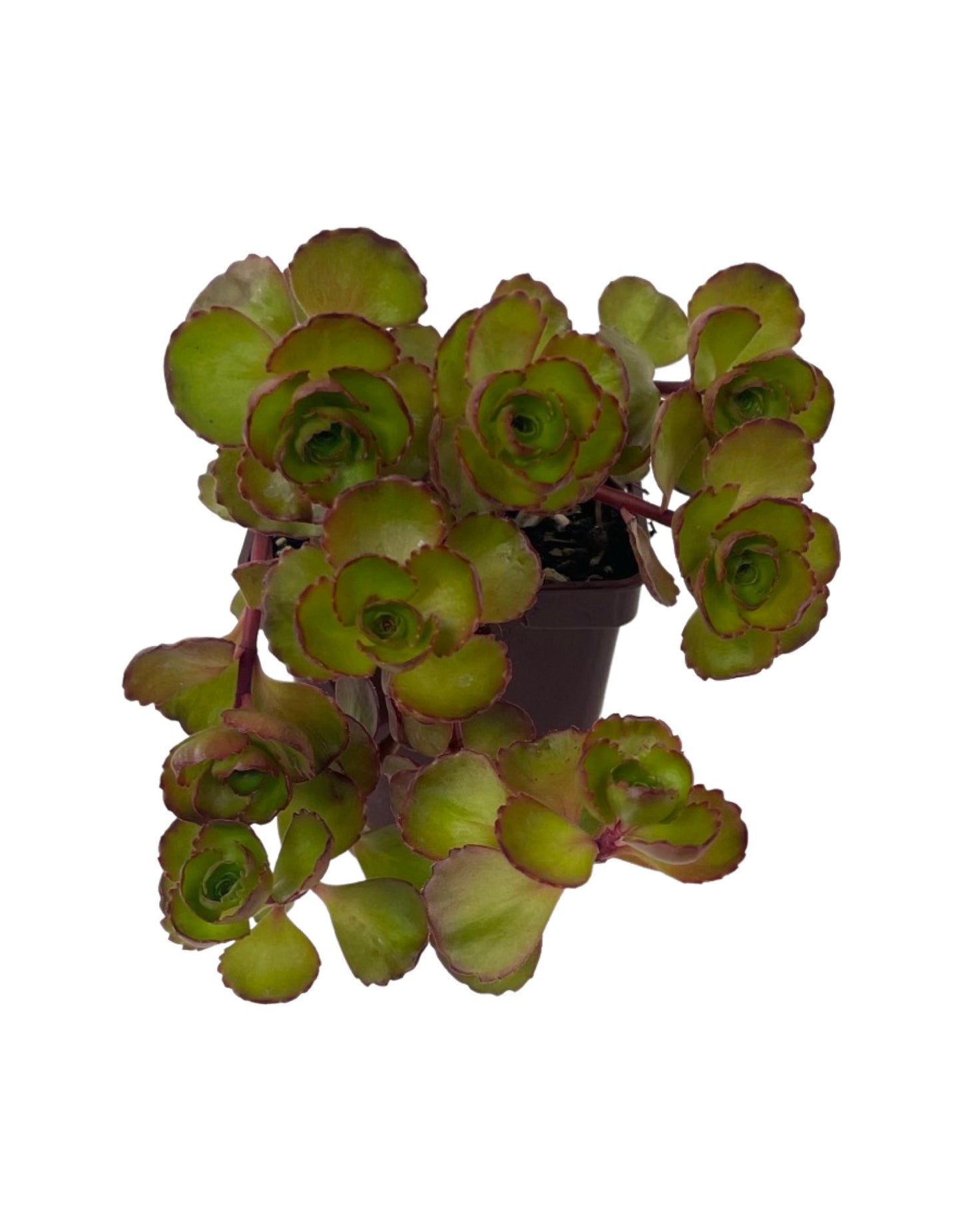 Sedum 'Dark Dragon' - Groundcovers