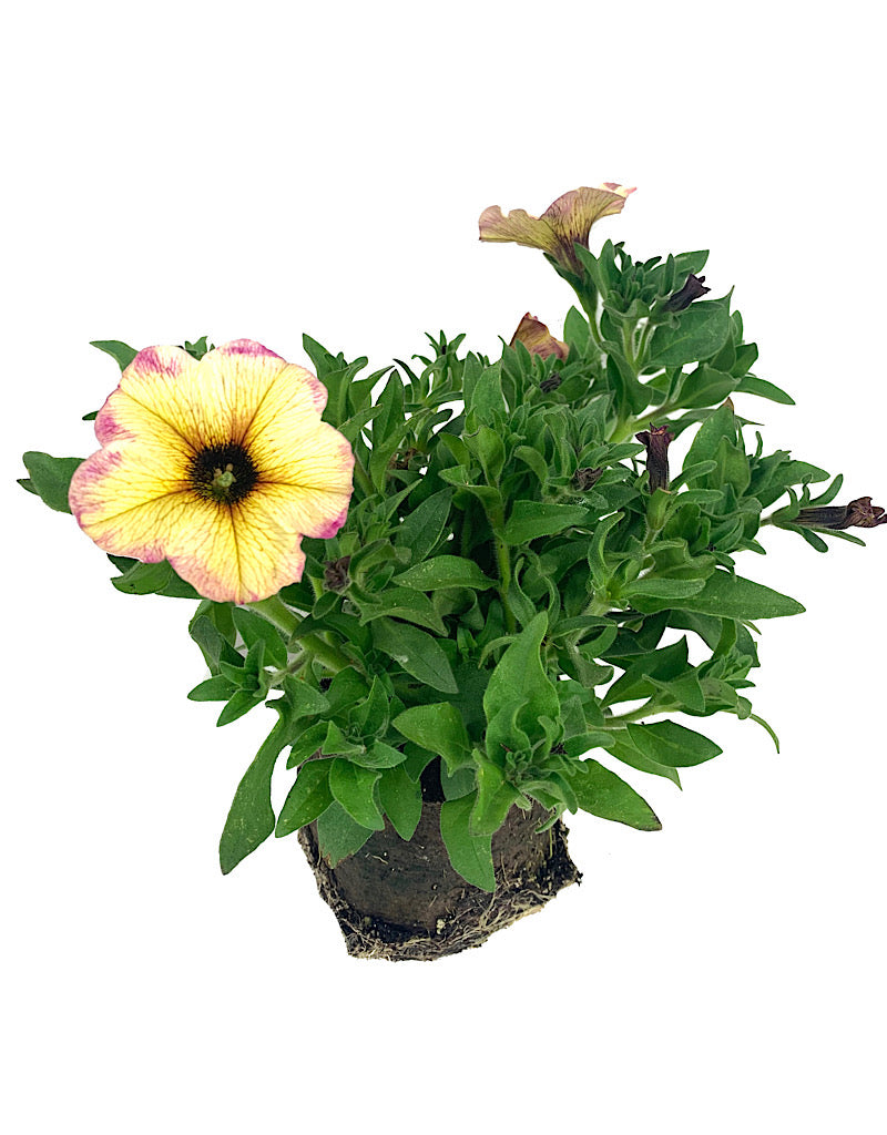Petchoa Supercal French Vanilla 4 Inch