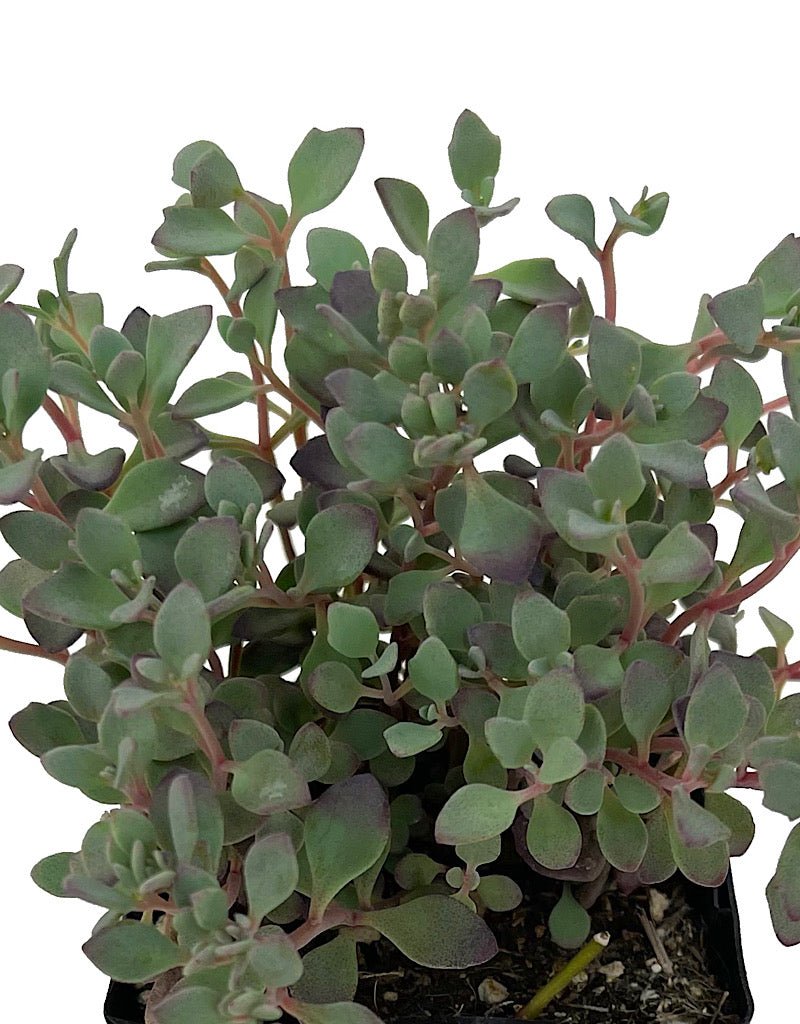 Sedum 'Lidakense' 4 Inch - The Garden Corner