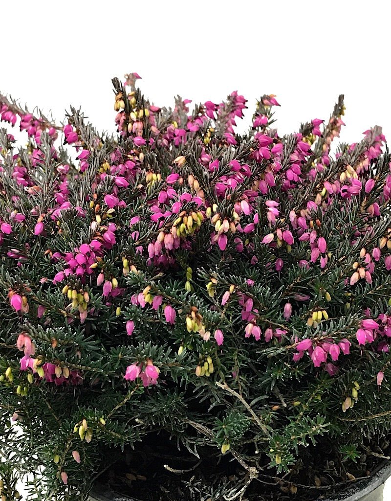 Erica darleyensis 'Kramer's Rote' - Shrubs