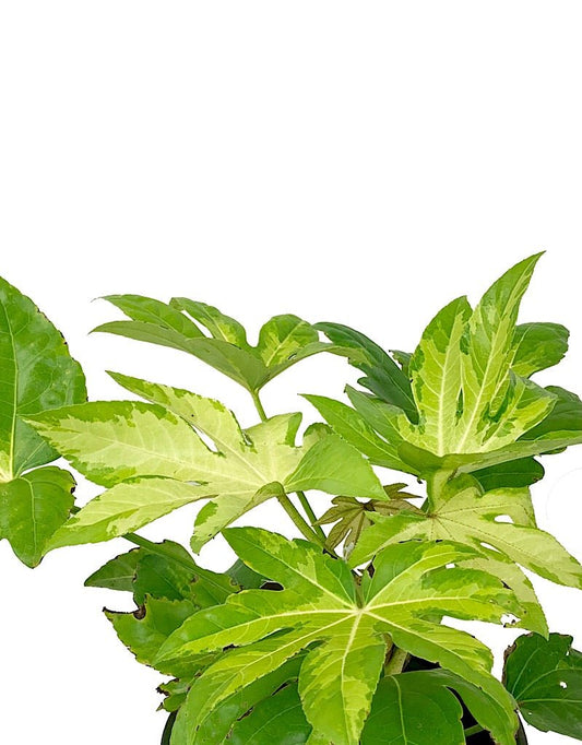 Fatsia japonica 'Camouflage' 2 gal - The Garden Corner