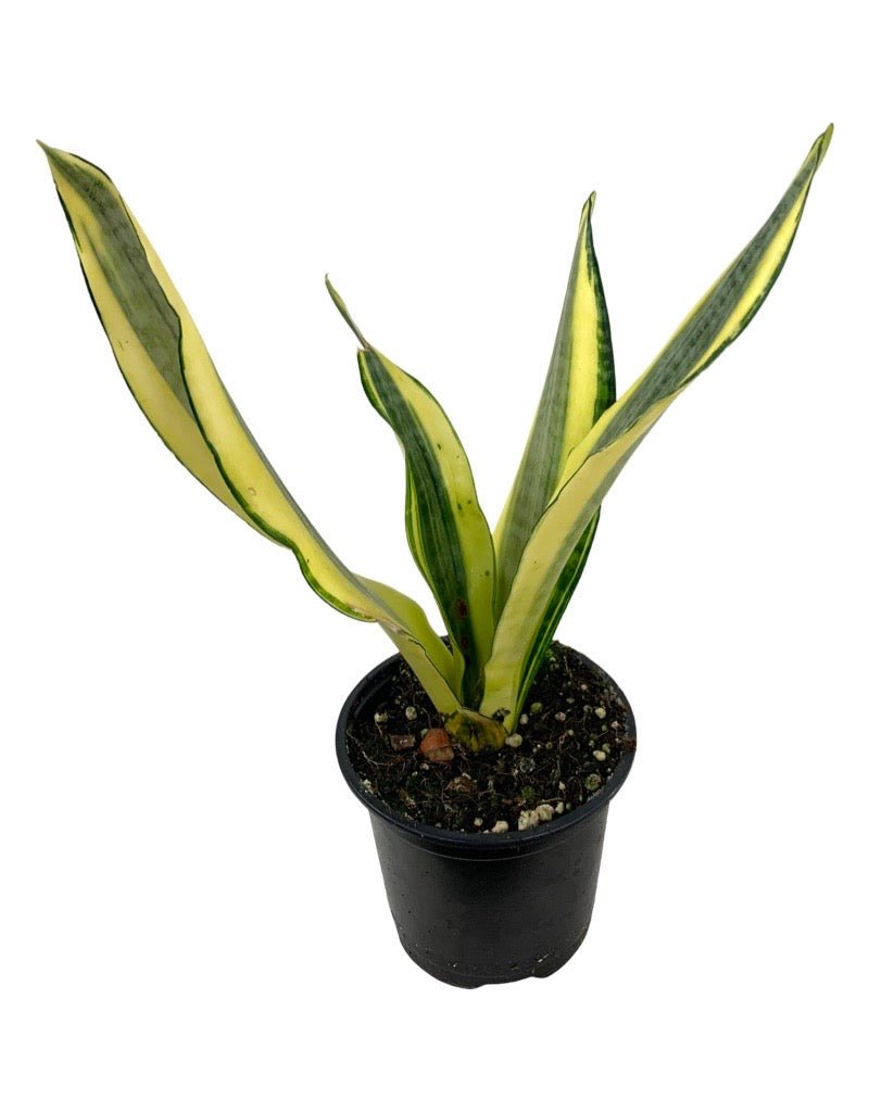 gold dust indoor plant Sansevieria trifasciata 'Gold Dust' – The Garden Corner
