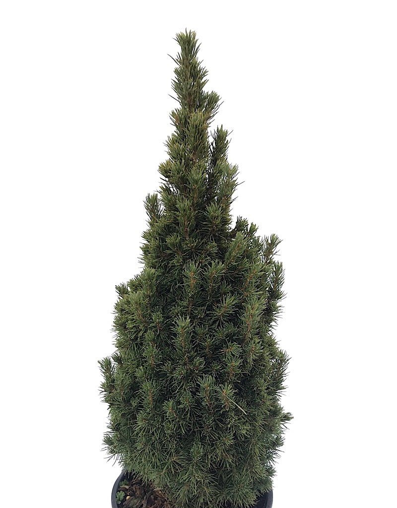 Picea glauca 'Jean's Dilly' - The Garden Corner
