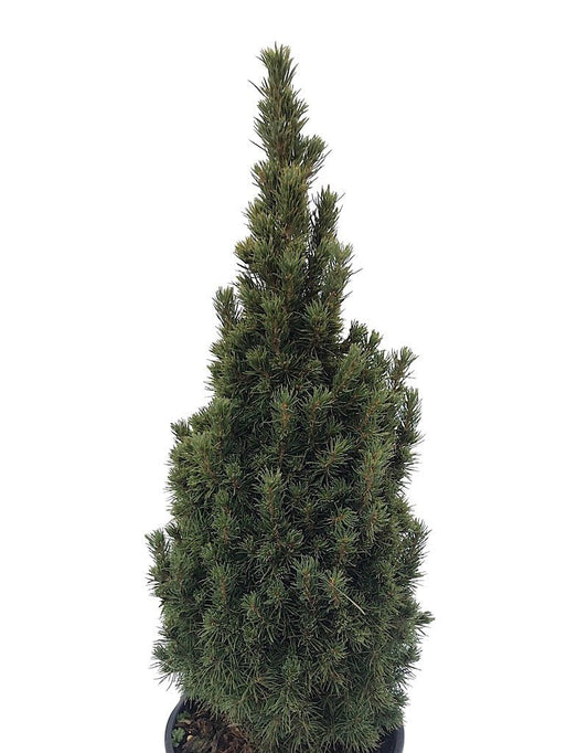 Picea glauca 'Jean's Dilly' - The Garden Corner