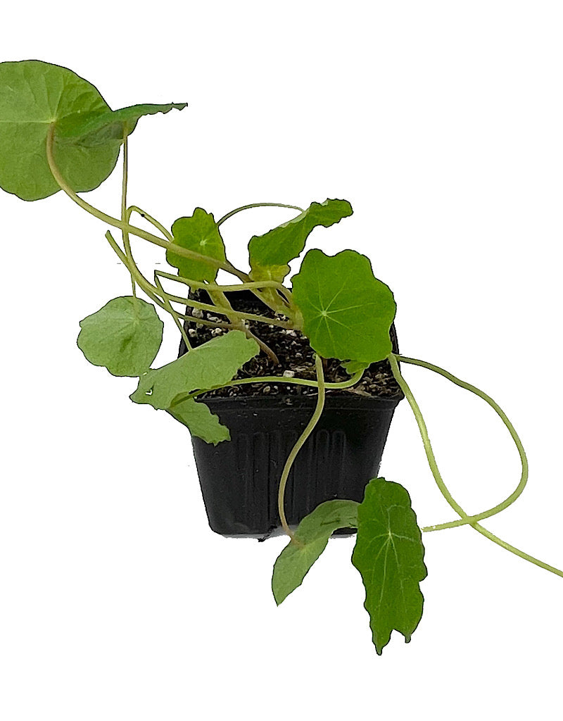 Nasturtium 'Whirlybird Mix' 4 Inch