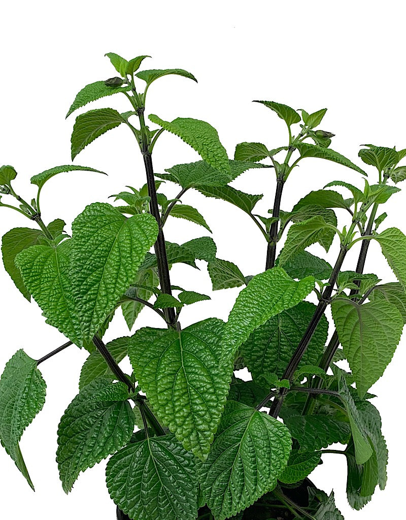 Salvia guaranitica 'Black and Blue'