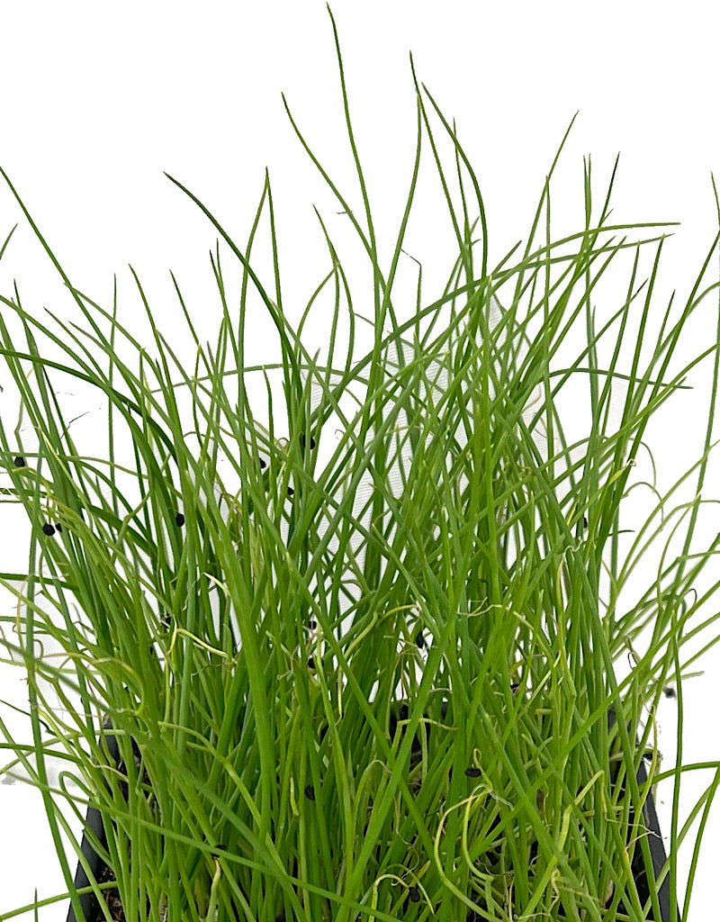 Onion 'Leeks' - The Garden Corner