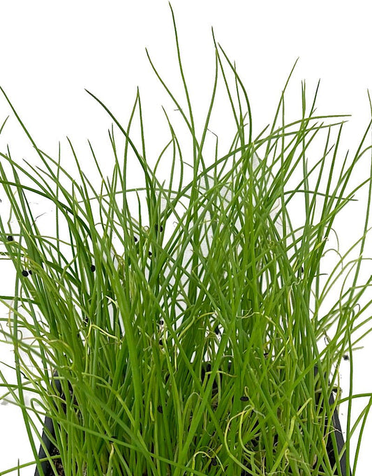 Onion 'Leeks' - The Garden Corner