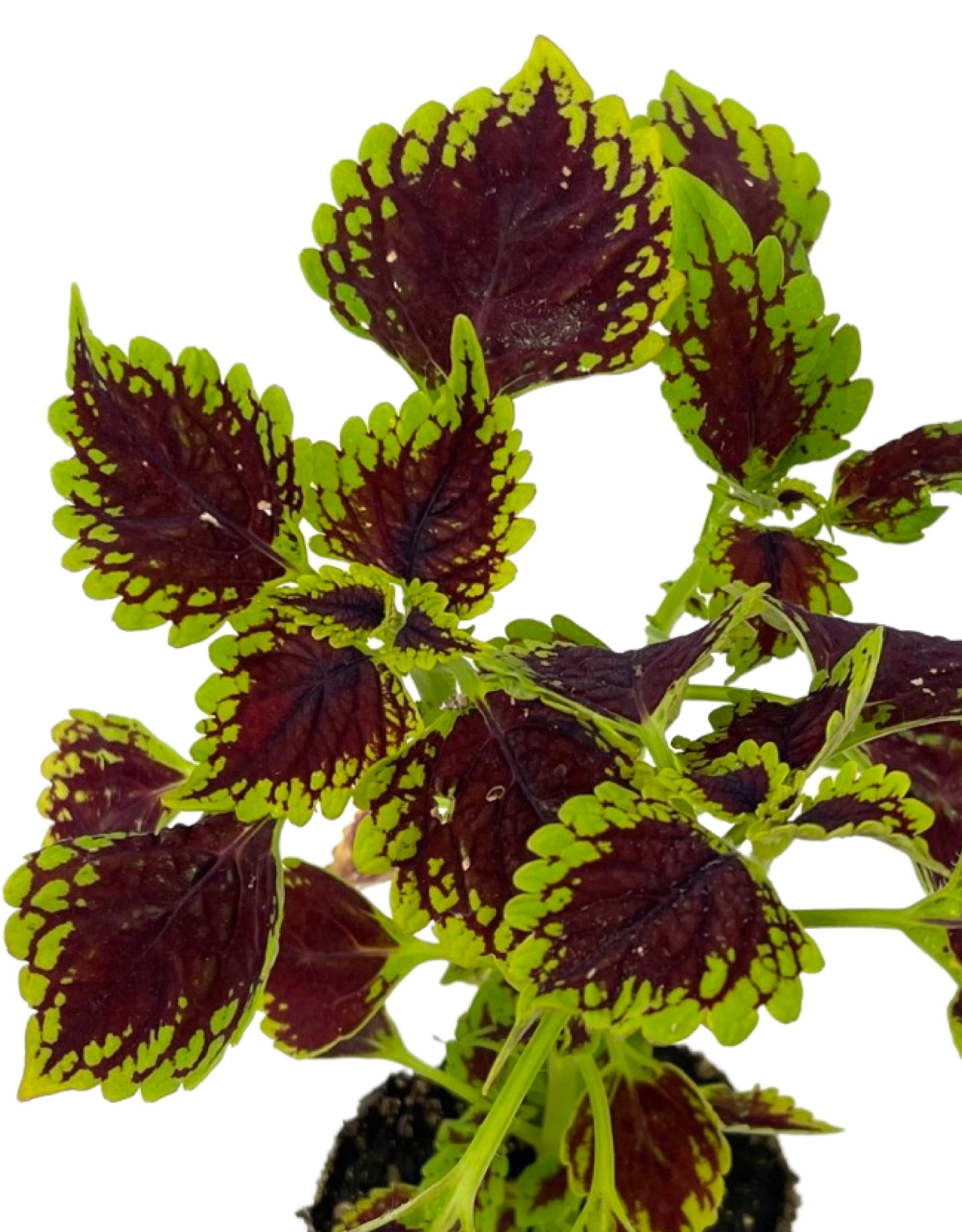 Coleus 'Oxford Street' 4 Inch