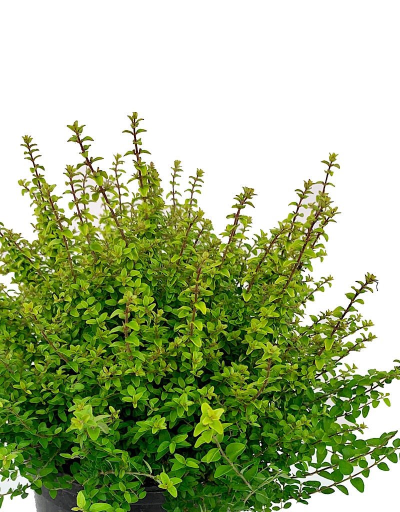 Lonicera nitida 'Twiggy' 1 Gallon - The Garden Corner