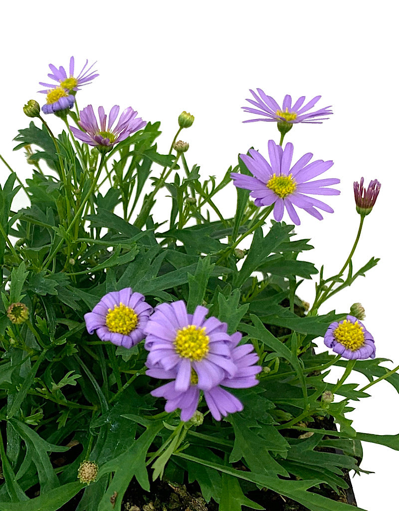 Brachyscome 'Mauve Delight' 4 inch