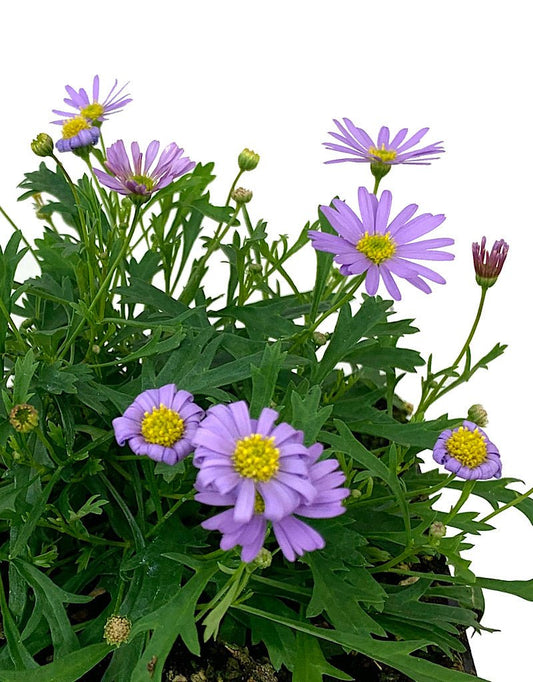Brachyscome 'Mauve Delight' 4 inch - The Garden Corner