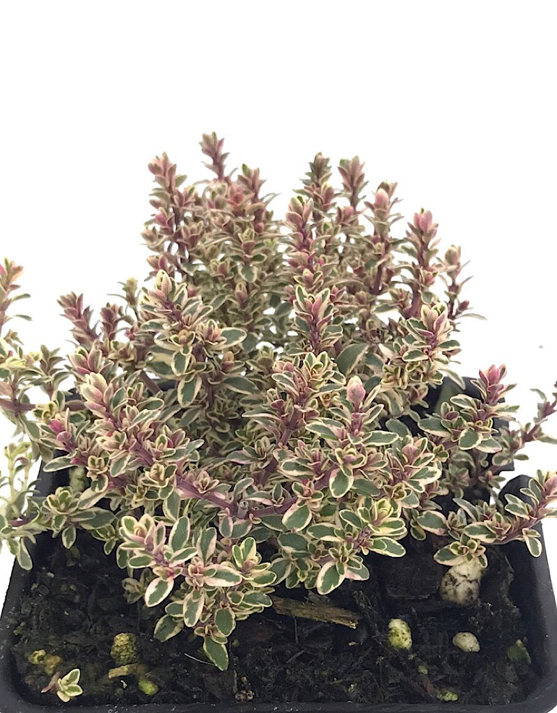 Thymus vulgaris 'Silver Posie'