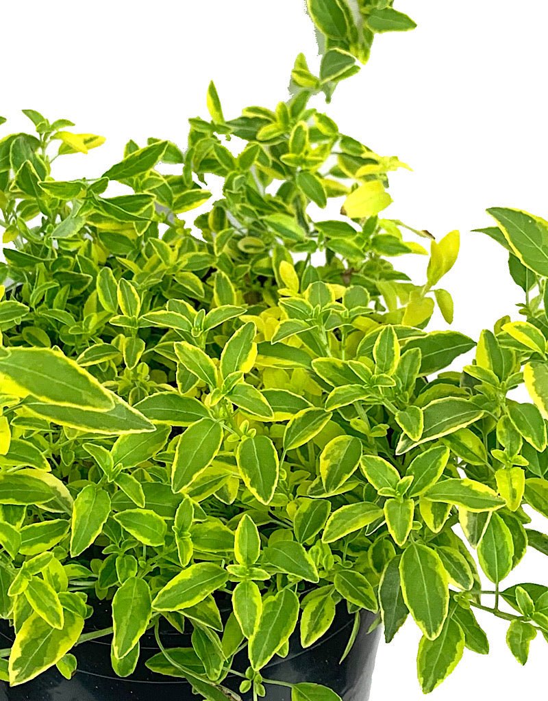 Fuchsia magellanica 'Sharpitor Aurea' 1 Gallon - The Garden Corner